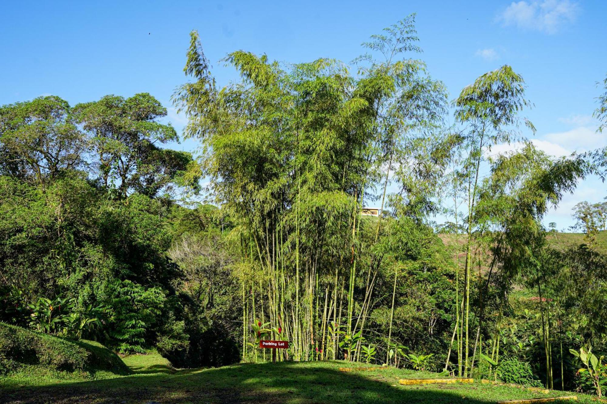 El Castillo Essence Arenal Spa & Yoga מראה חיצוני תמונה